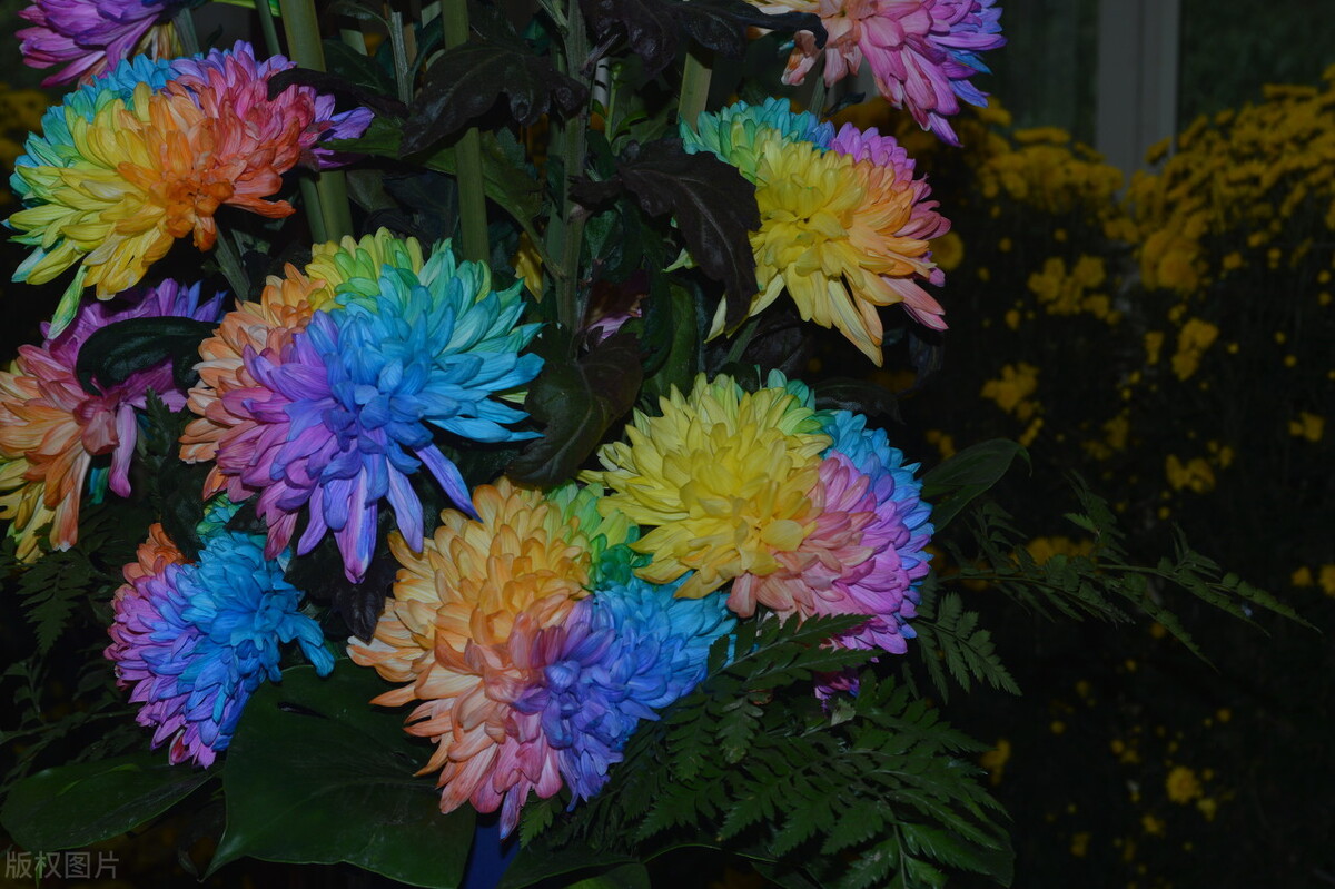 今天陪侄女读了一篇故事,名为《七色花》,所以我为七色花写了一