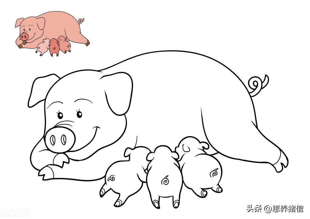 猪的品种及其特点(不同猪只的品种) - 情书号