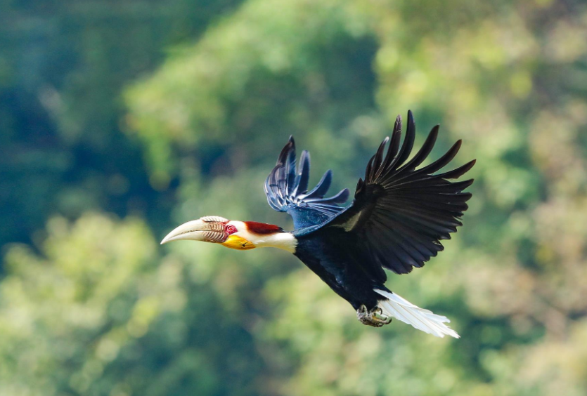 两种"嘴巴"特别大的鸟,一种欺软怕硬,一种是景颇族图腾