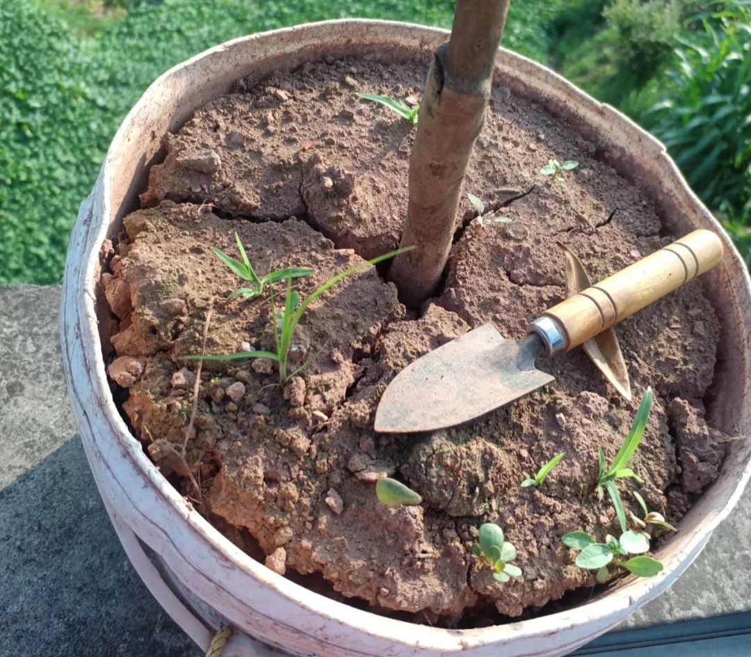 盆土硬得像石頭？澆碗自制的肥水，讓土壤松軟得像面包，種啥啥活