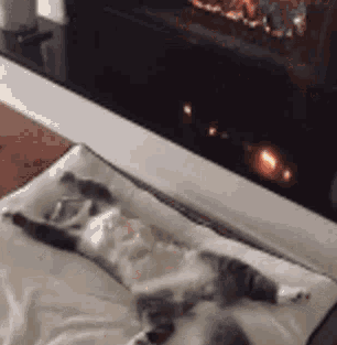 猫咪耳朵热热的，是生病了吗？