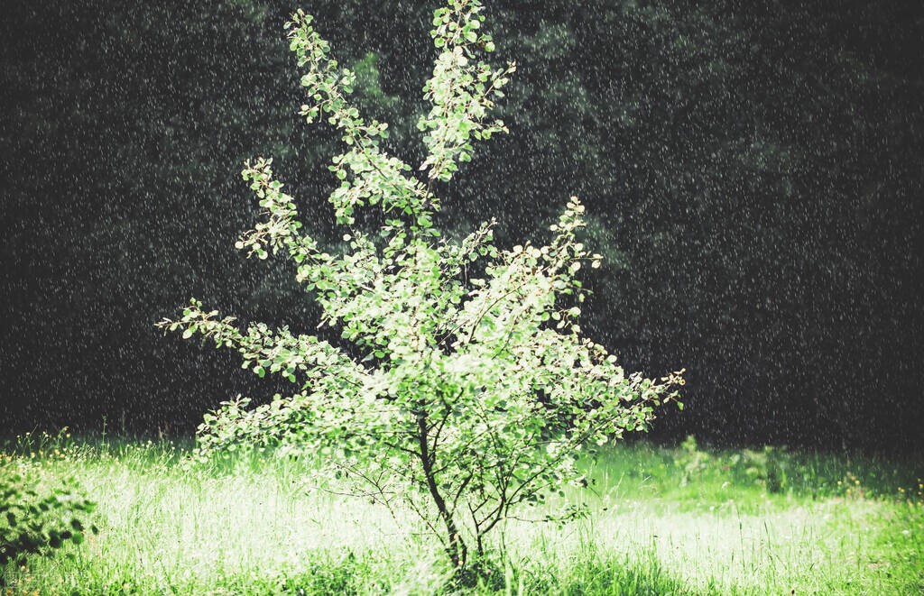 春雨｜我在等你，等下完这场雨