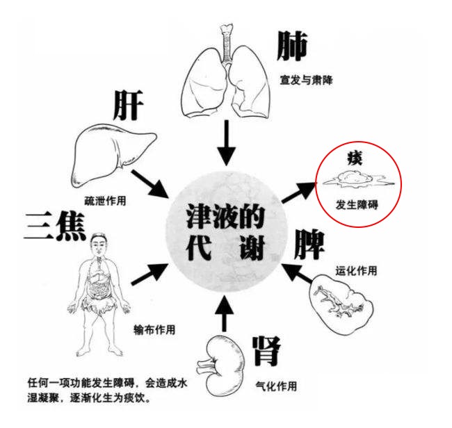 支气管炎能够治愈吗？中医扶正补虚，对症治疗，有效改善老慢支