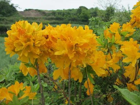 “花中西施”杜鹃花十大绝美品种图组分享