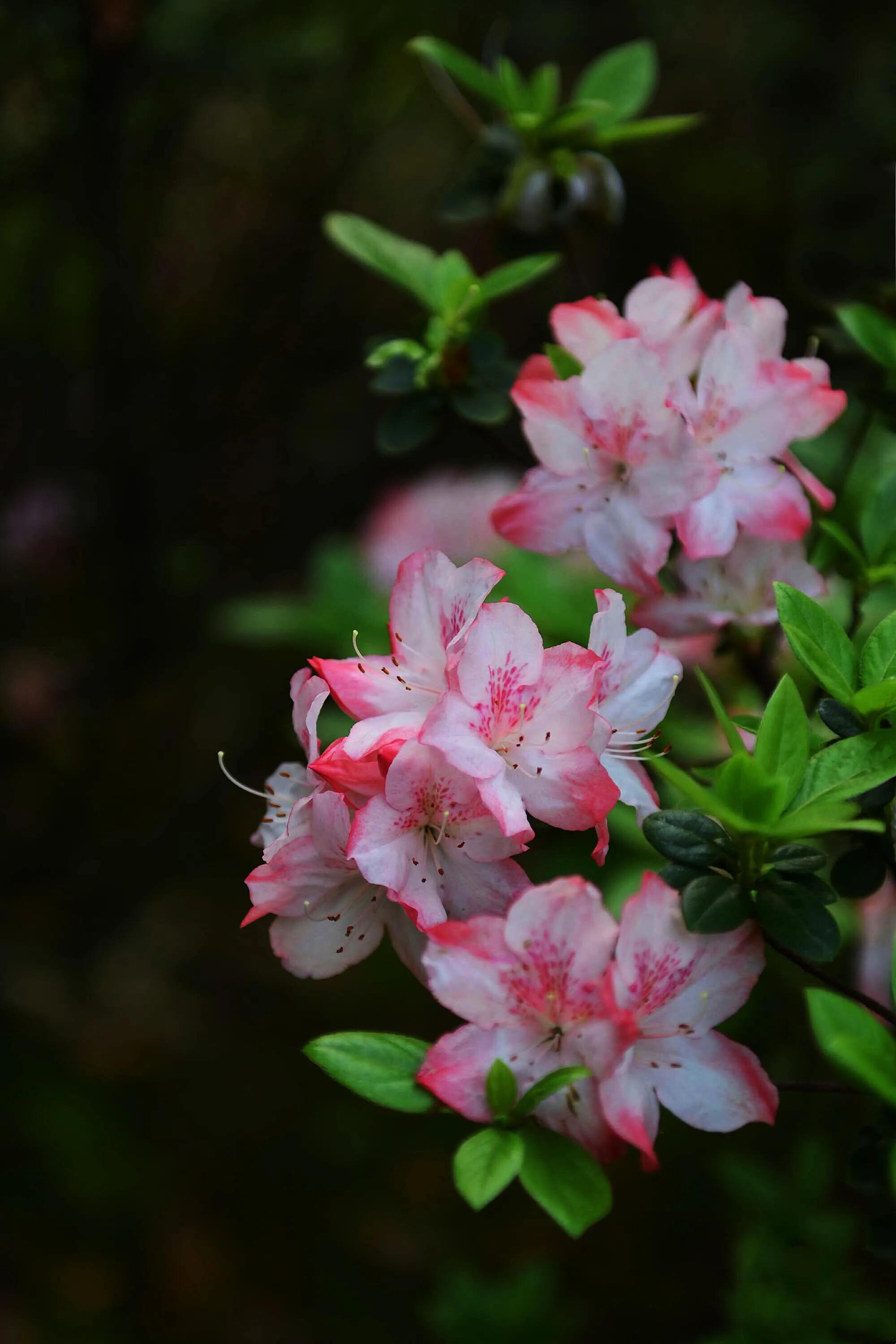 春娟的故事图片 _飞翔号