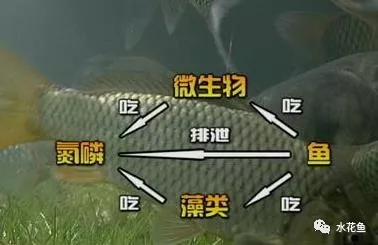 池塘中浮游动物的种类以及对鱼类的不同影响