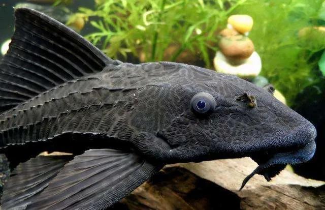 吃魚屎的魚,吃魚屎的魚哪種最好