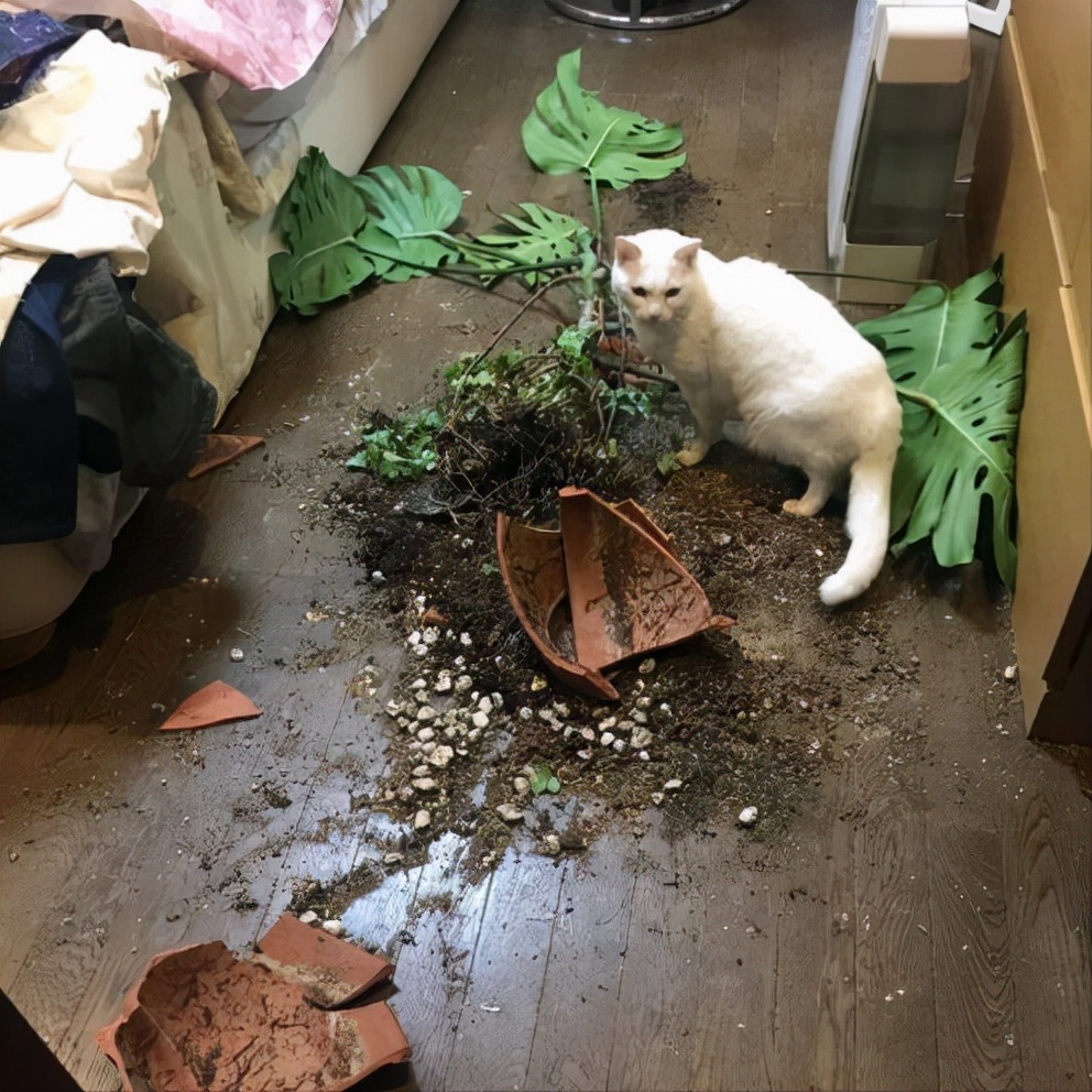 真正拥有“高智商”的猫咪，会有这几种表现，装不出来的