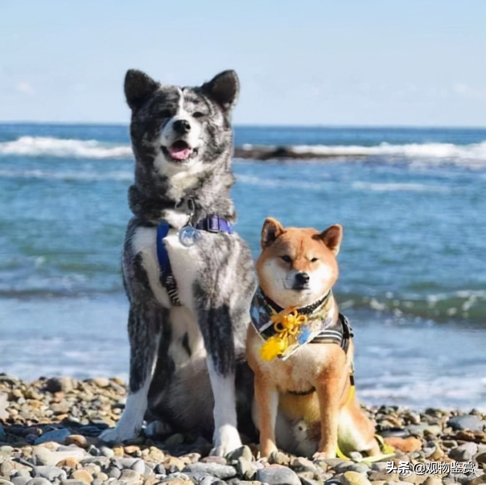 日本狗秋田犬和柴犬（秋田犬和柴犬的区别）