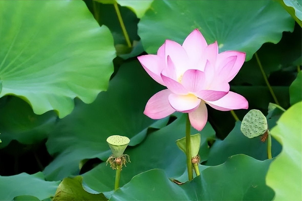 30首唯美荷花诗词，让诗意的荷花给你带来夏日的美好
