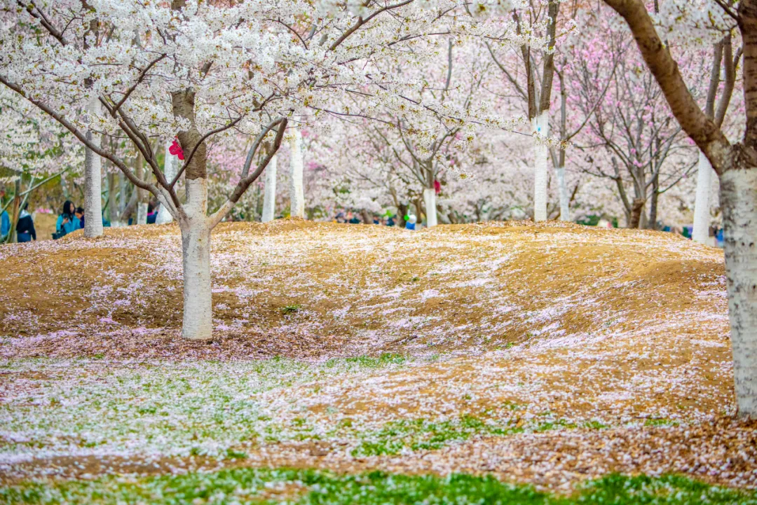 快开啦！这些地方的春景正在悄悄席卷全国，大气又美丽，别错过