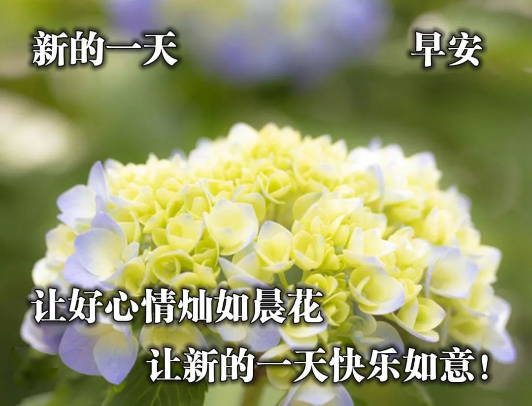 朋友圈早上好祝福语，句句贴心，温暖真诚，新的一天快乐如意图片