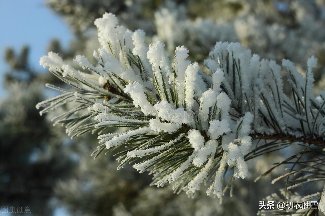 大寒节气松竹梅古诗六首：大寒松竹更萧骚，雪后大寒见老松