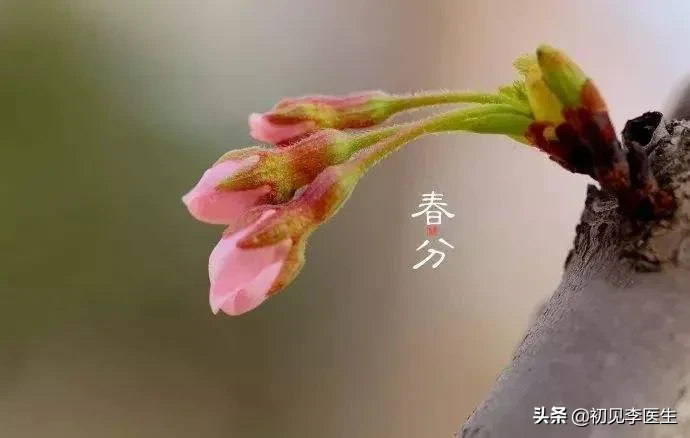 春分是春季的第几个节气(春季养生比较重要的一个节气来了抓紧瞅瞅春分怎么养生)