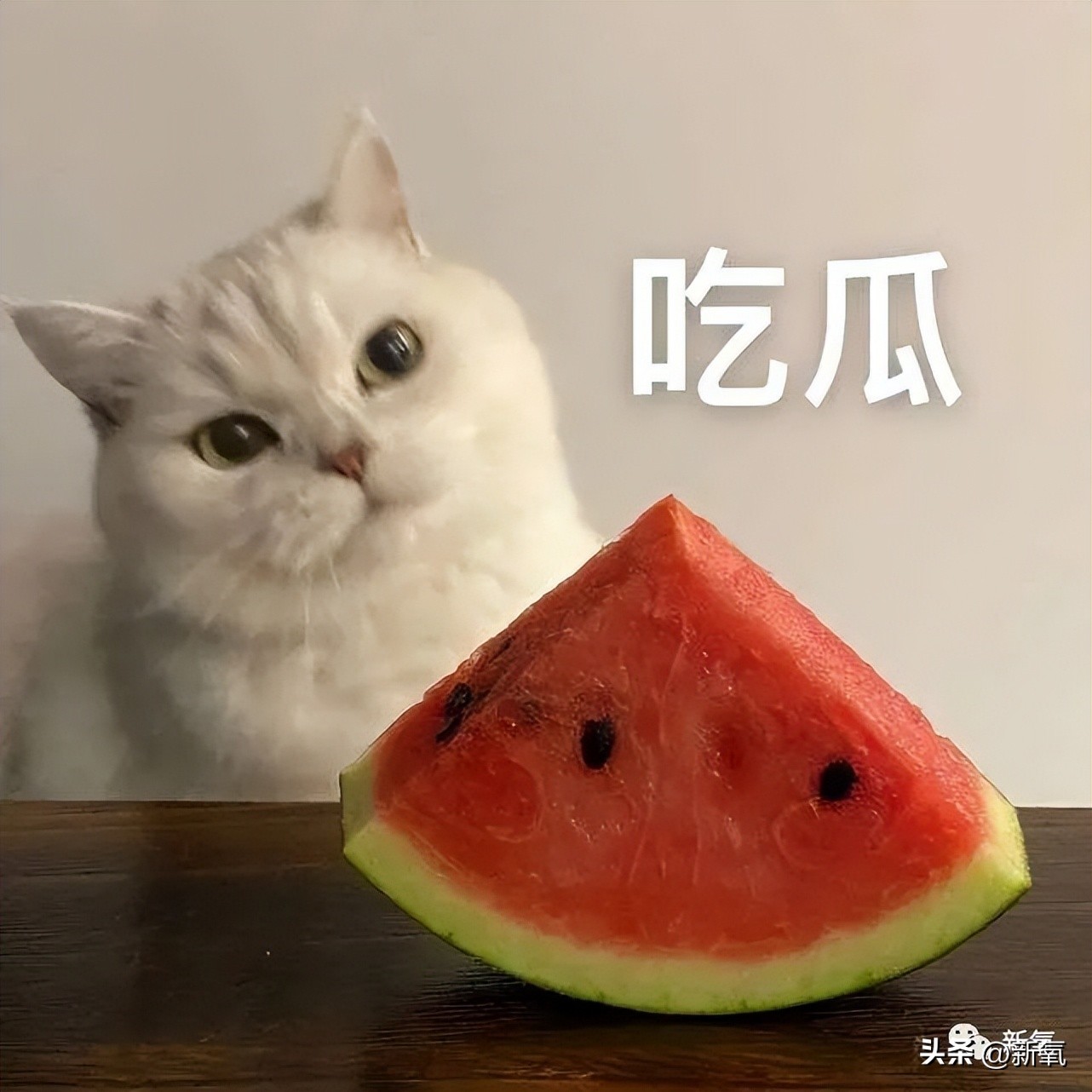 这些知名大导和他们的缪斯碰撞出了神奇火花