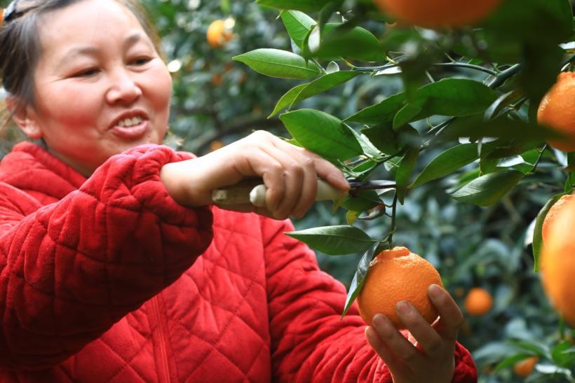 黄果柑产业托起振兴希望 合作社实现持续六年分红