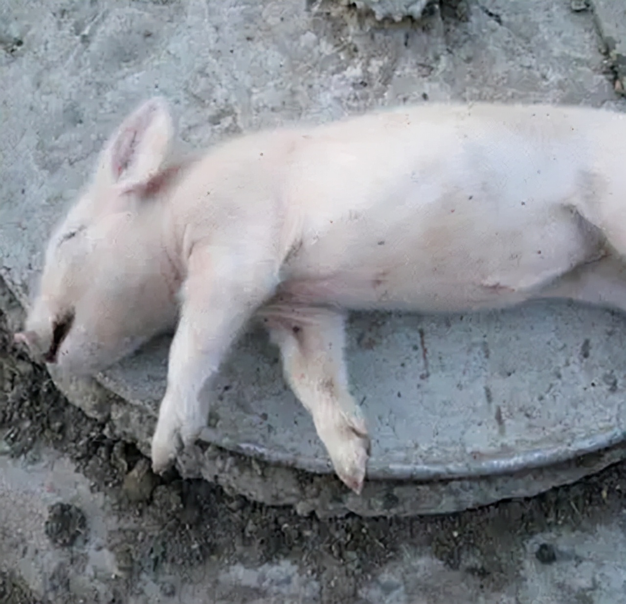 22年前，辽宁农民救下一头猪，18年长到1800斤，死后被博物馆收藏