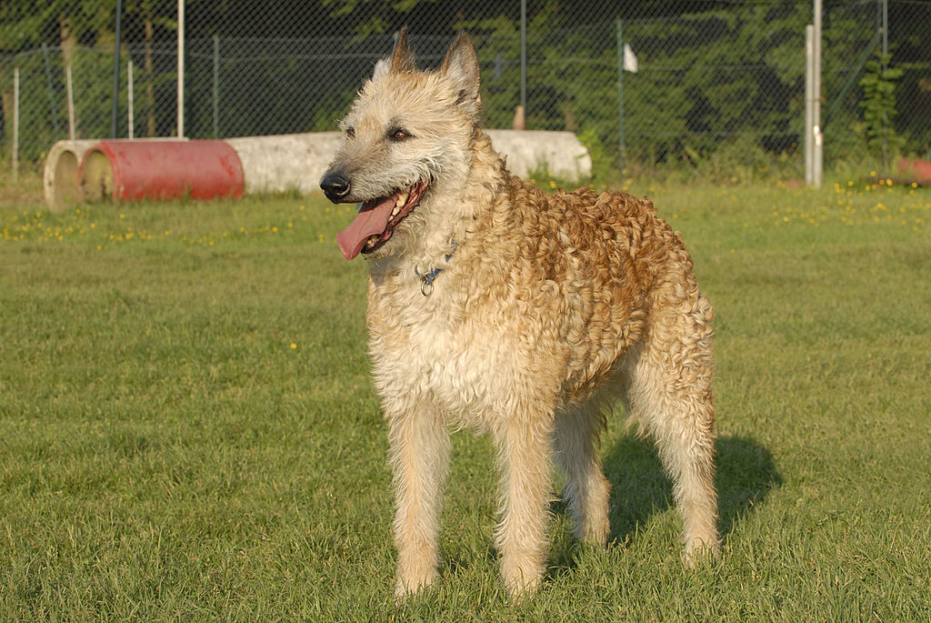 拉克诺斯犬图片