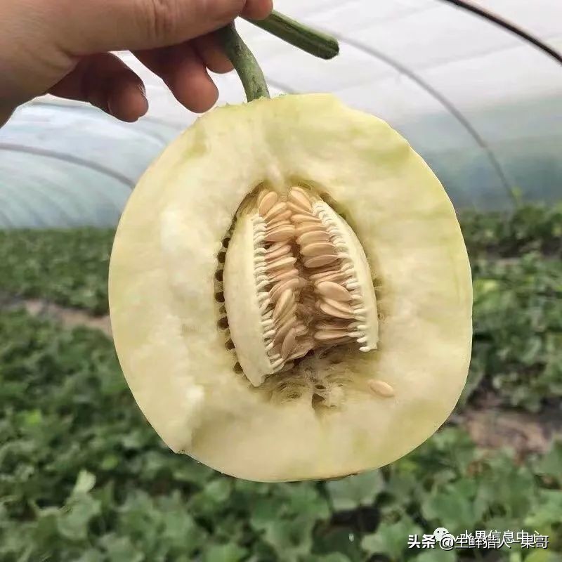 哈密瓜、蜜瓜、网纹瓜、香瓜、羊角蜜傻傻分不清？看完就明白了