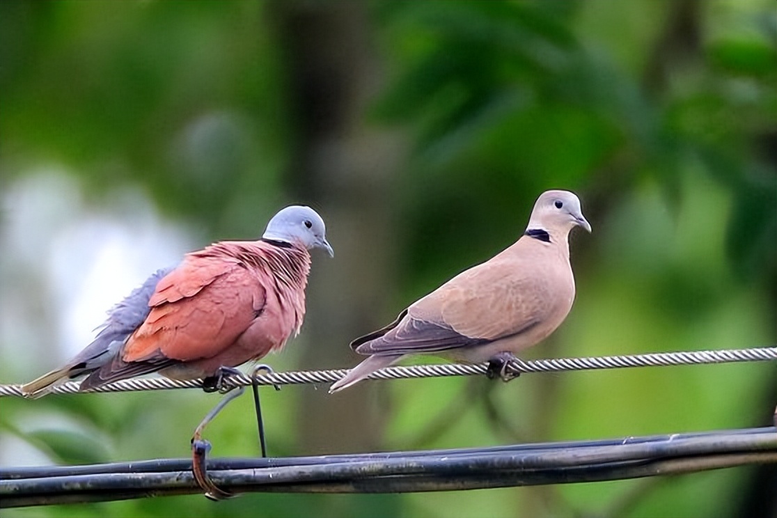 "鹁鸪"声特别好听的斑鸠-好听的斑鸠叫声 - 114知识网