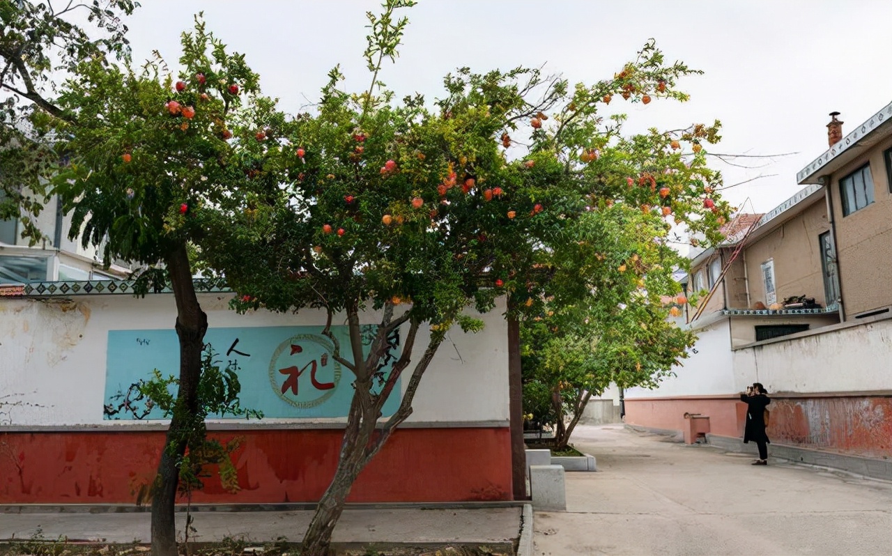 屋后种什么树有靠山（七种吉祥树屋后种一棵实用又旺家）