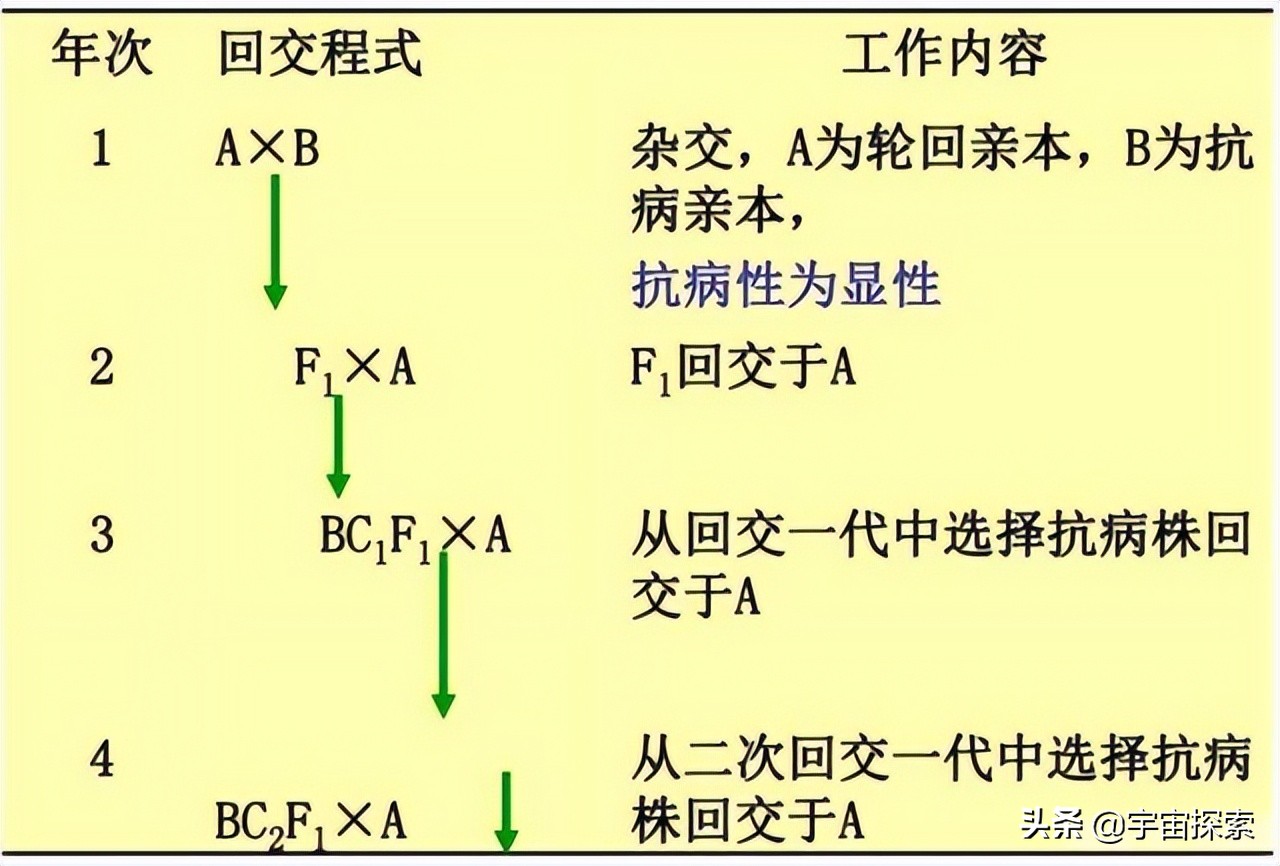 人类禁止近亲结婚，为何故意让狗子回交？甚至品种越纯越好？