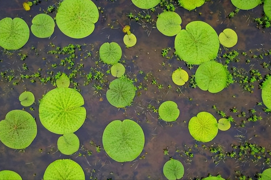 30首唯美荷花诗词，让诗意的荷花给你带来夏日的美好