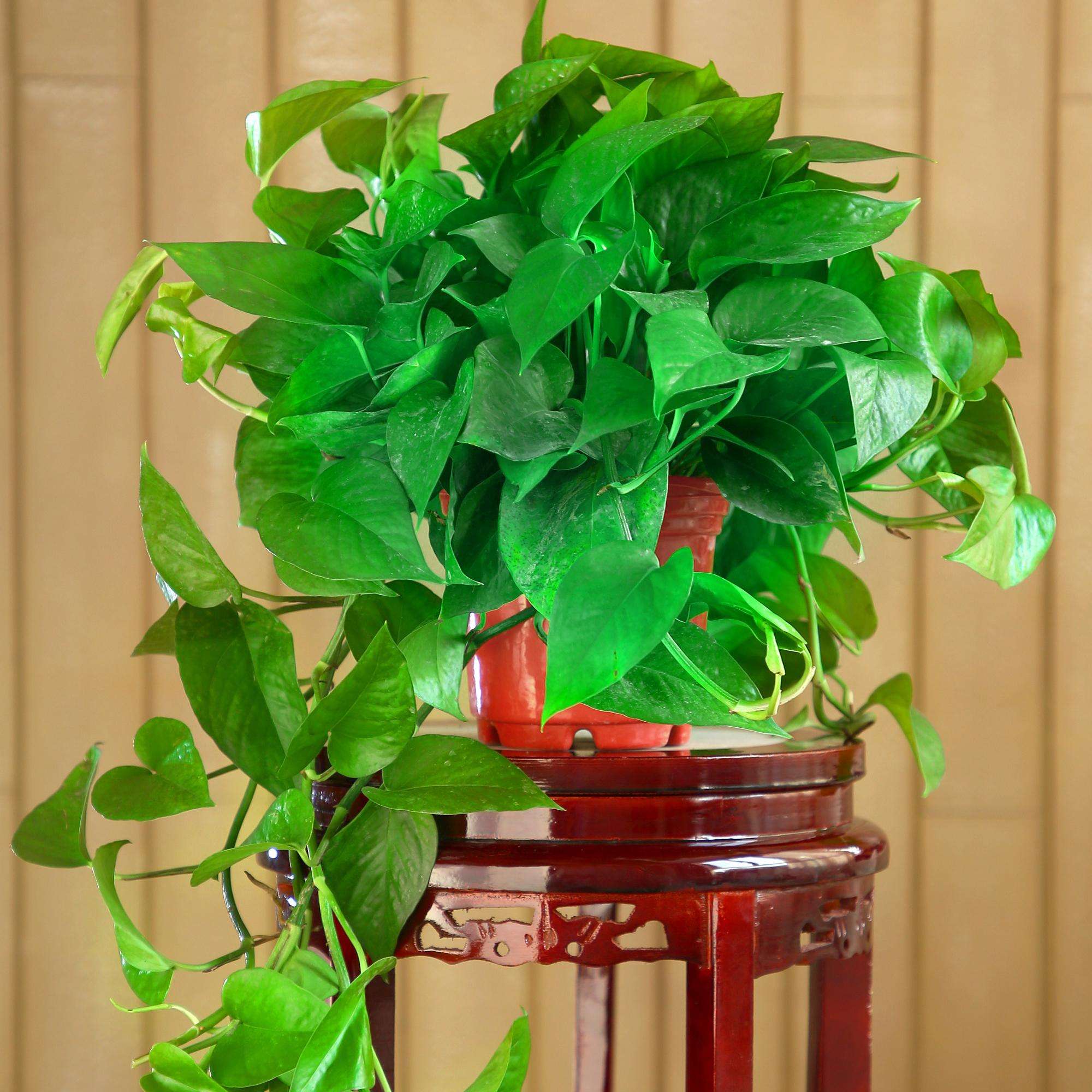 家里光线差,就养17种"阴性花",漂亮有格调,贵气又吉利