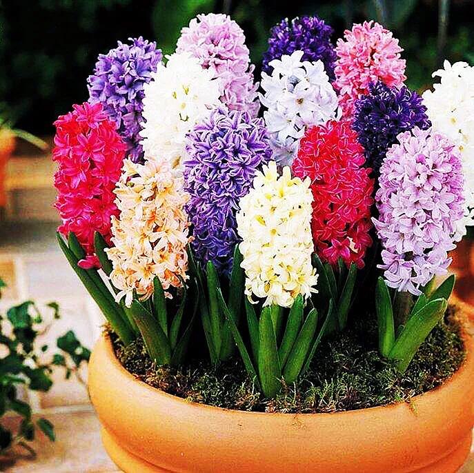 而且花期可控,普通品种风信子种球,多是秋冬种下,水培居多,保持温度在