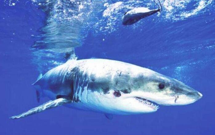 来自深海的恐怖生物生吃了虎鲸和鲨鱼，咬碎了人类的潜水艇。