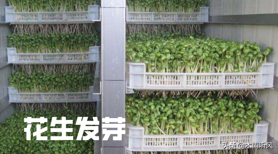 如何培育花生芽苗菜?注意这几点,更有利于栽培成功