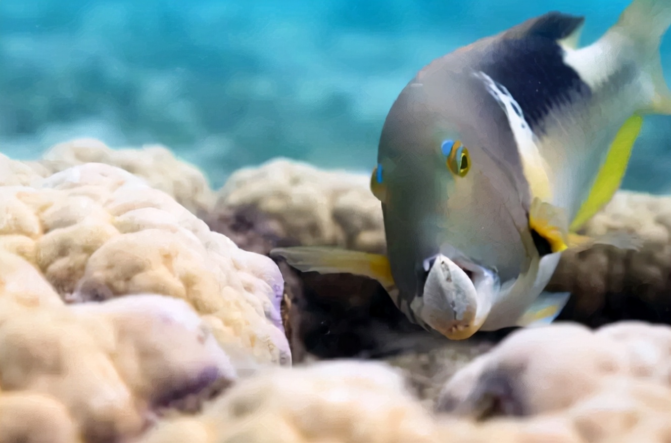 猪齿鱼:会使用工具,颠覆人类对鱼智商的认知