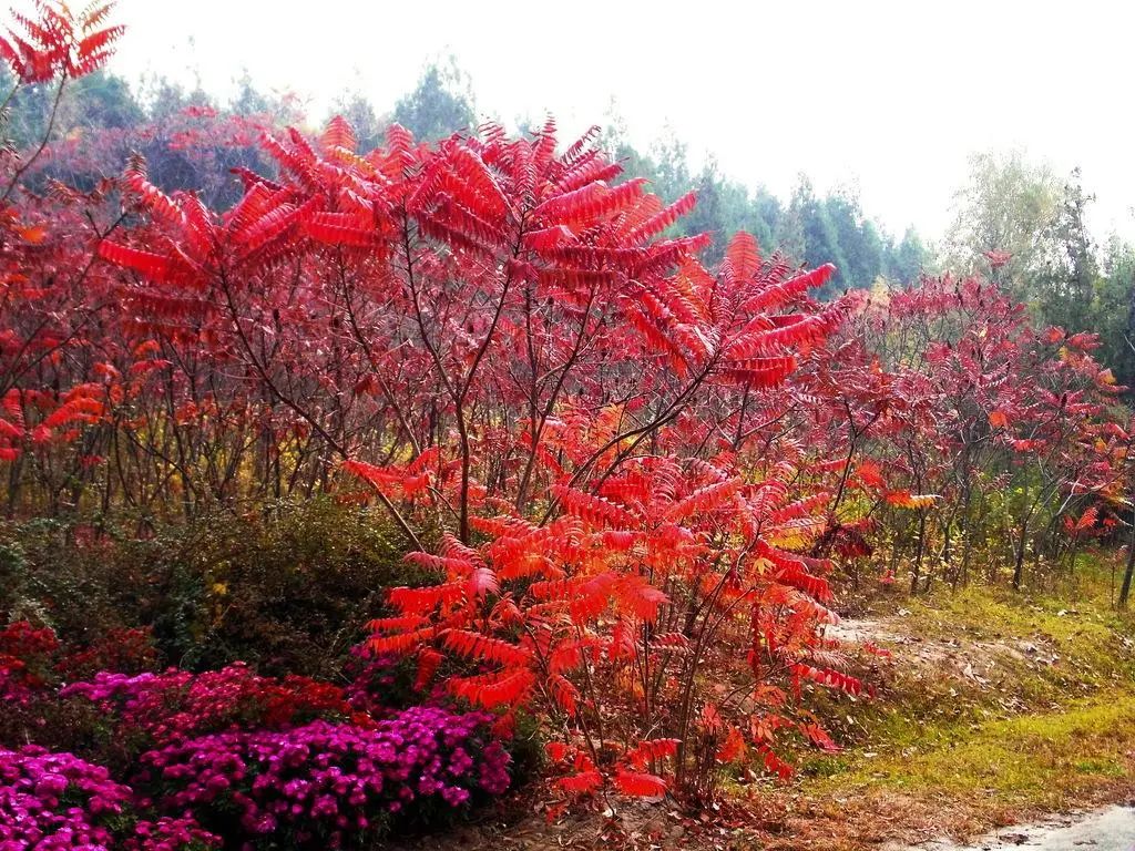 实用分享丨30款大型开花树种介绍，白似雪、黄似阳、红似霞，美翻