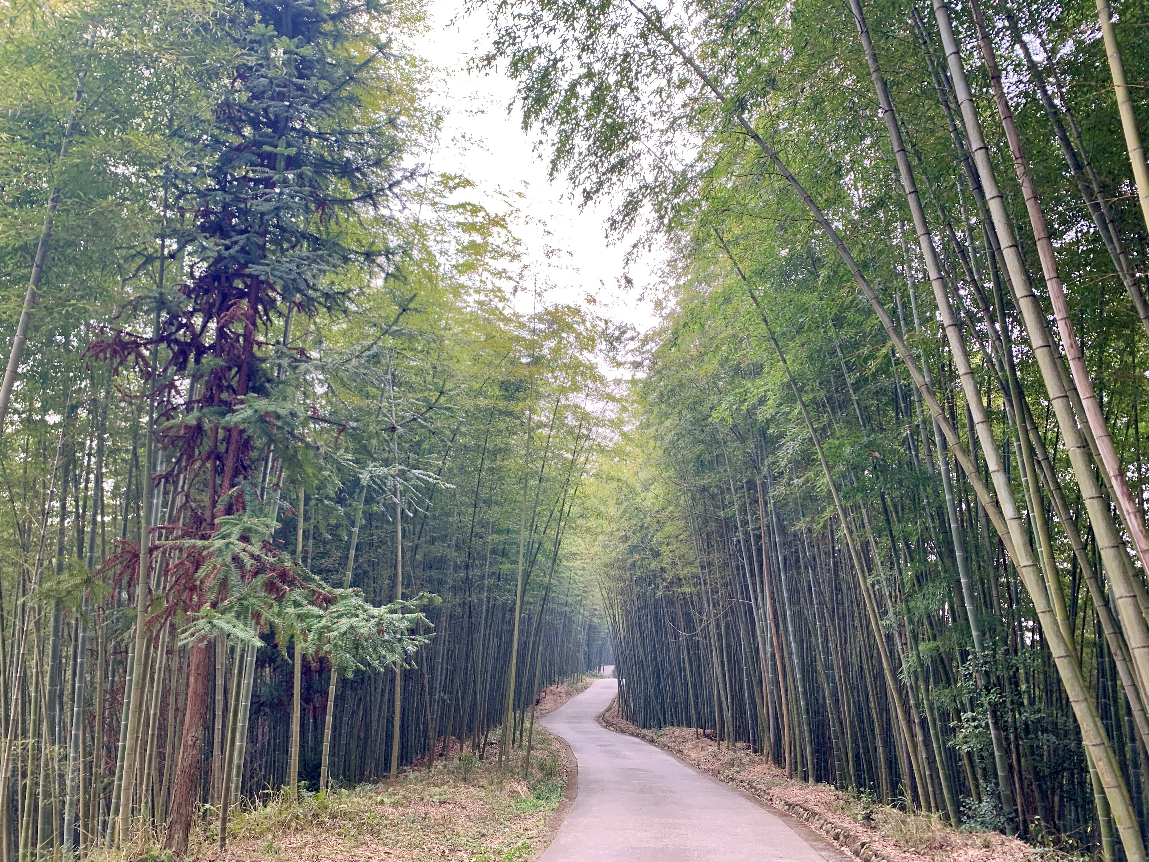 成都周边周末亲子游 逛古镇品美食 游竹海