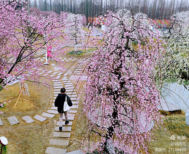 烟雨蒙蒙问花村 作者：武术兰