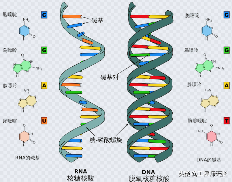 杭州杀妻案细节曝光！常规方法无效，最后线粒体DNA技术锁定证据