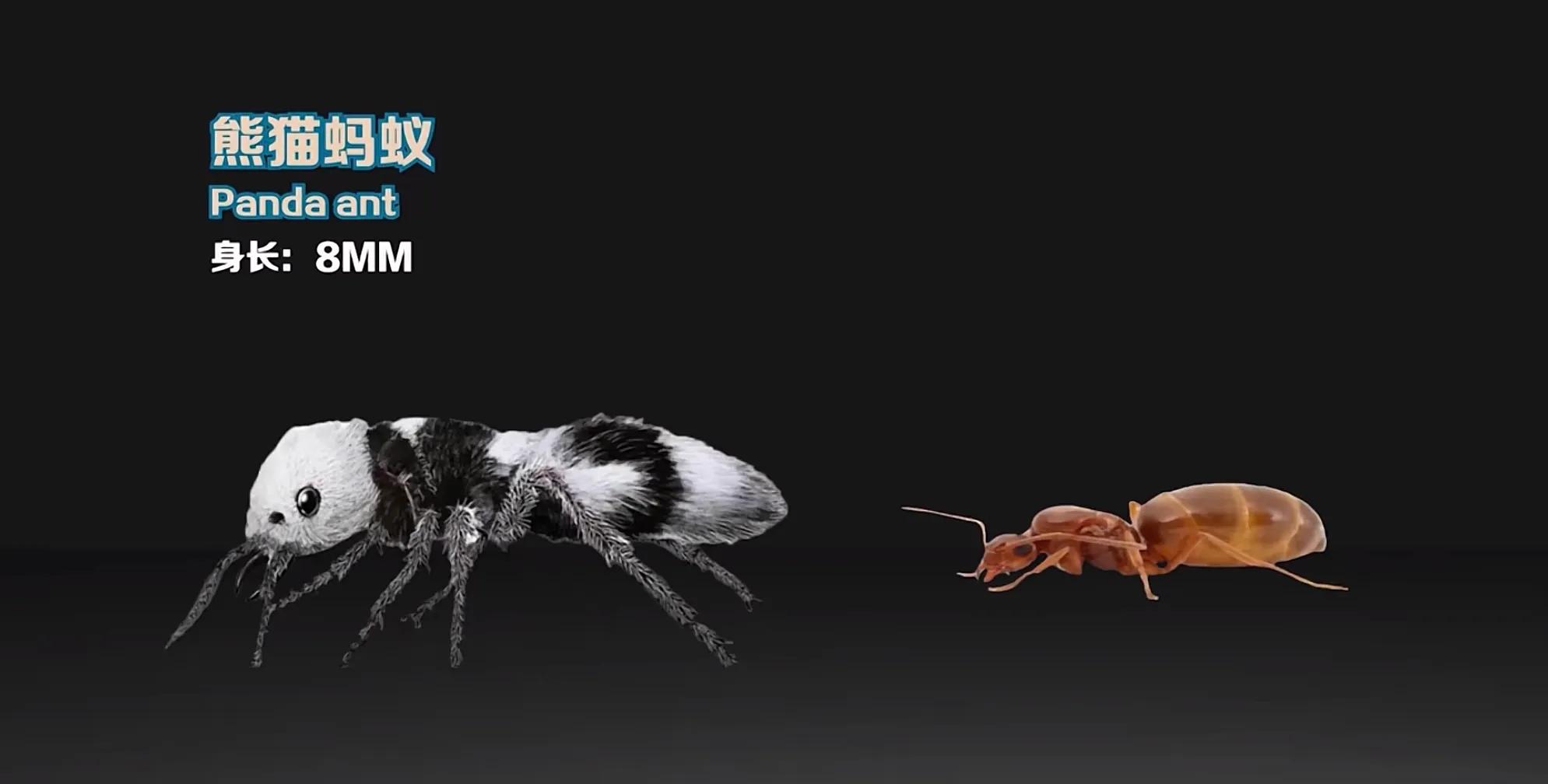 生活在地球上的20种蚂蚁