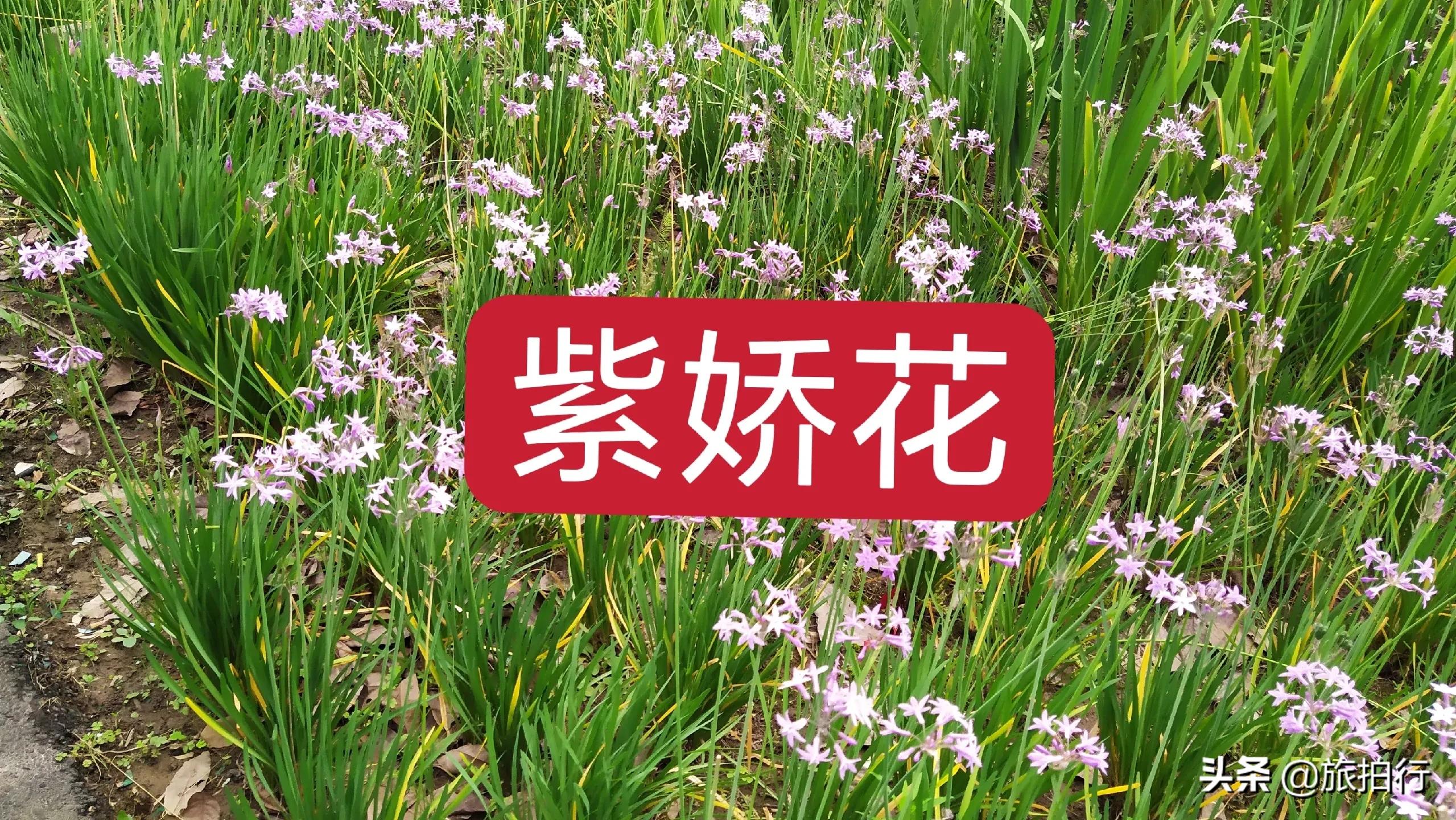 紫嬌花 花朵紫粉 葉子似韭菜 天天看點