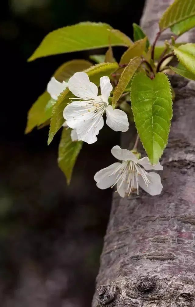 又到了樱梅桃李梨杏海棠……盛开的季节！脸盲吗？看这个