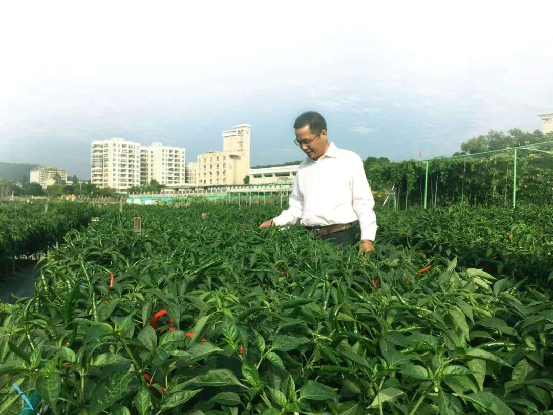 种子“卡脖子”有望解决，我国水稻和油菜相继取得重大科研进展