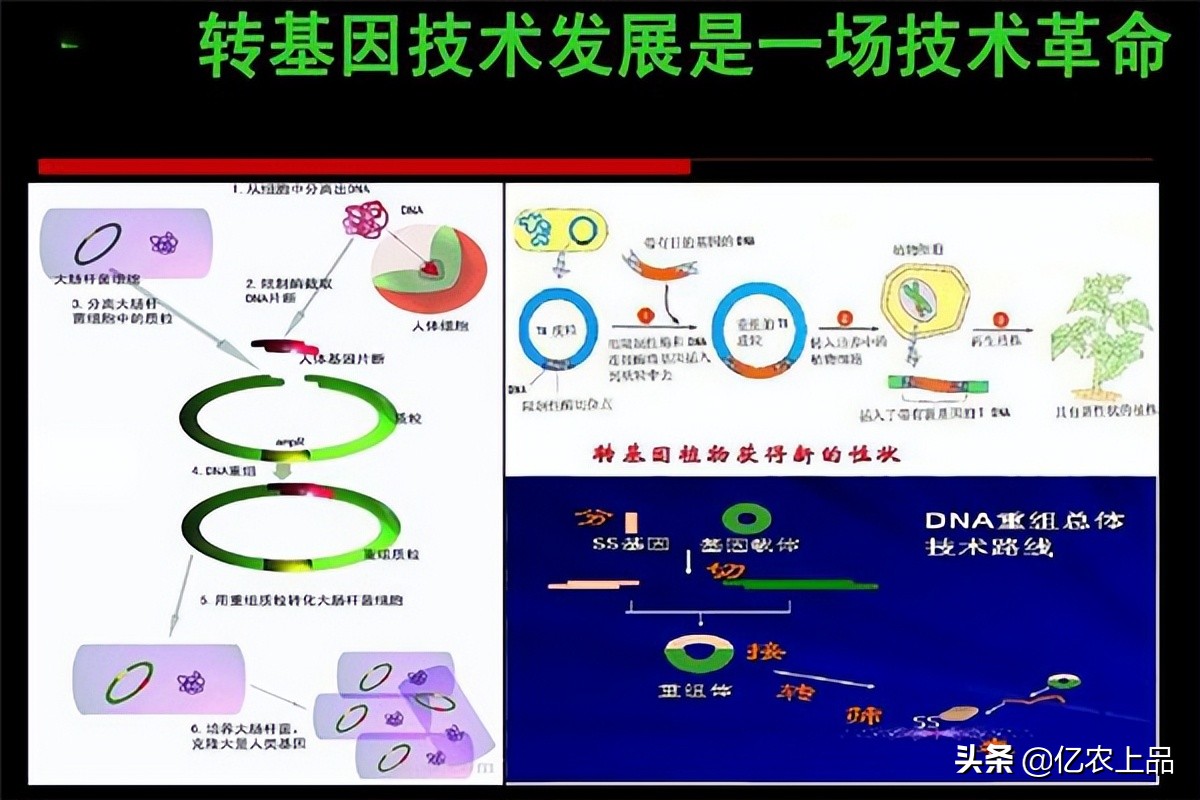 关于“转基因”您了解多少？