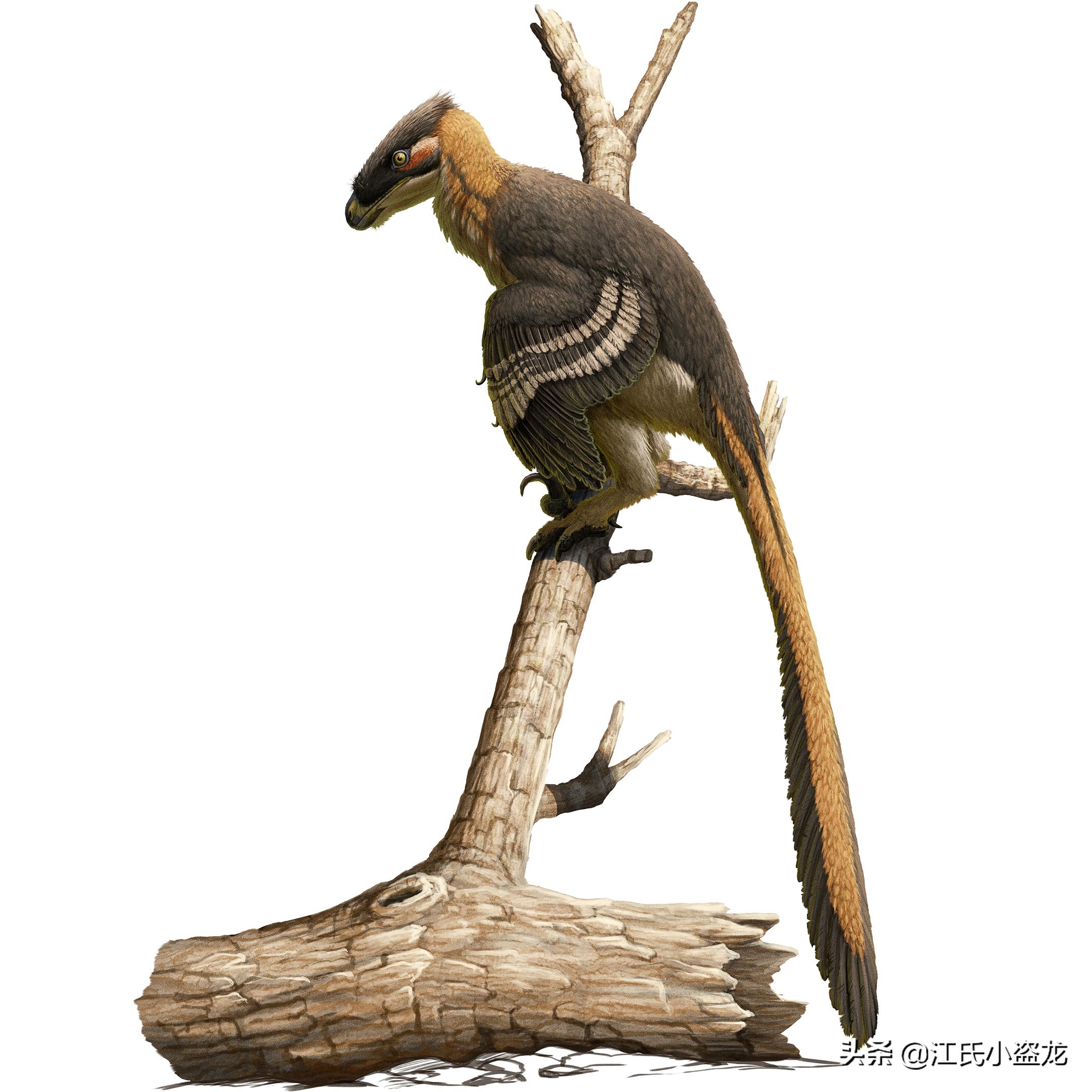 2021年新种恐龙（非鸟恐龙）大盘点