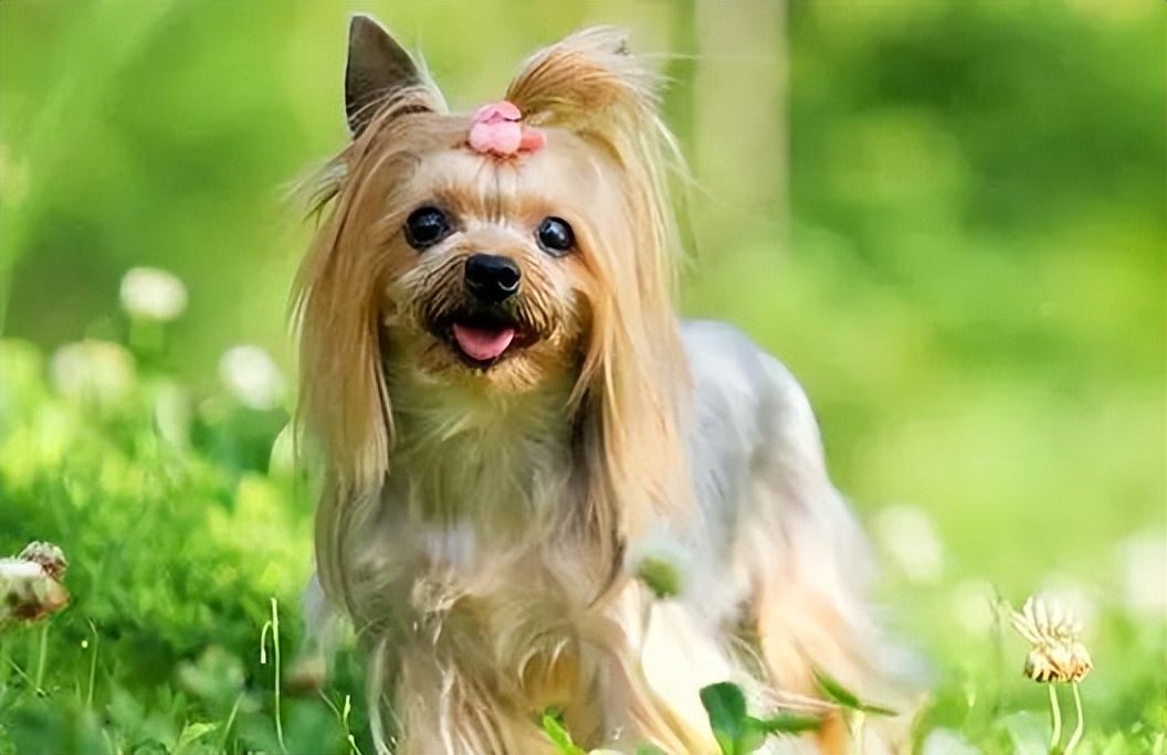 小型好養的動物排行(上班族想養狗?這六種狗好養省心,最適合你!