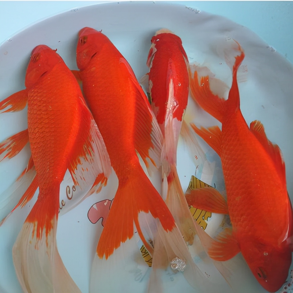 锦鲤锦鲤鱼是鲤鱼的人工变种,以属于鲤科鲤属;但要先说明一下:草金鱼