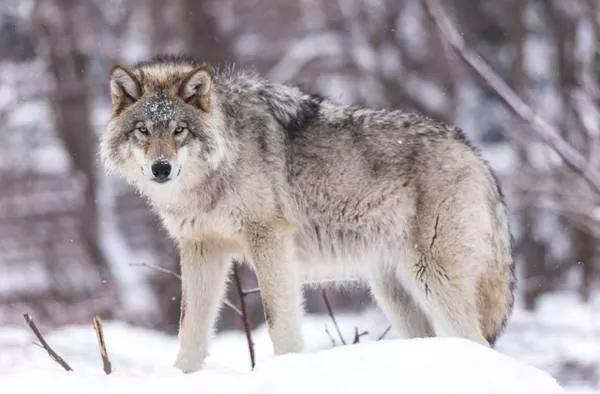战士野外救治野狼,2年后巡逻再相逢,野狼认出恩人直扑入怀