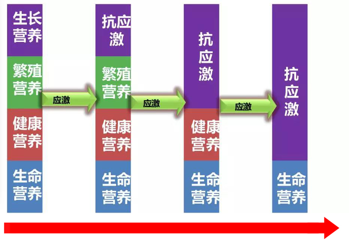 為啥夏季蛋雞腹瀉過料等腸道疾病反復(fù)不斷？一組簡圖帶您看明白