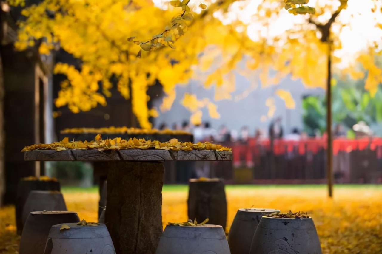 10首银杏诗词 | 在诗词里绽放的银杏落叶，美了亿万年