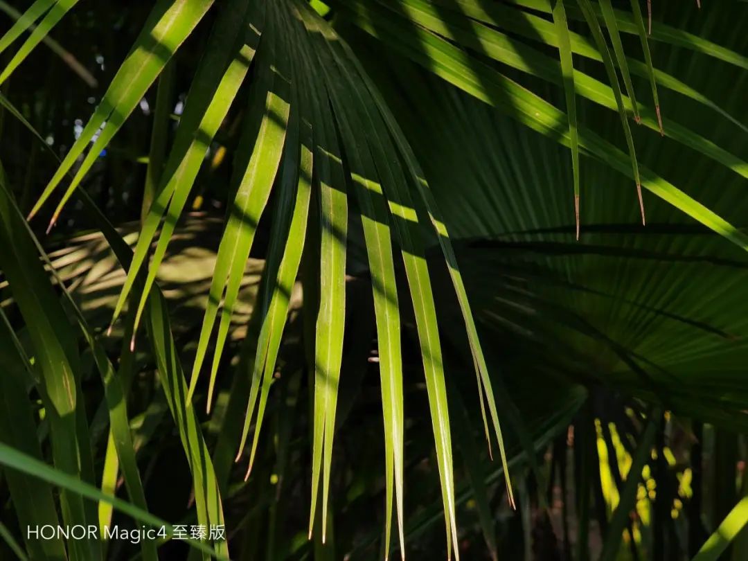 荣耀Magic4 至臻版测评：影像旗舰中的“傻瓜相机”