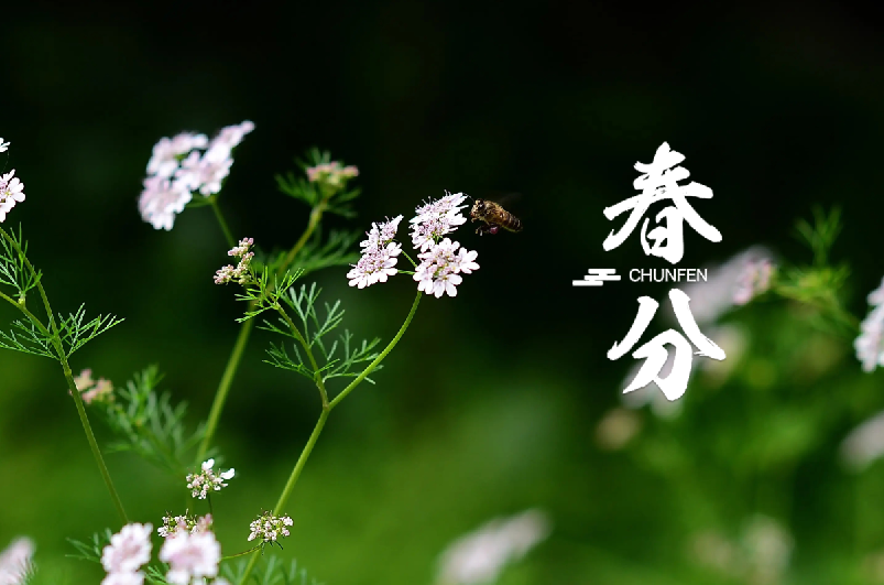 春分 | 春半日暖 昼夜平分，十首春半的诗词，带你览尽美好春光