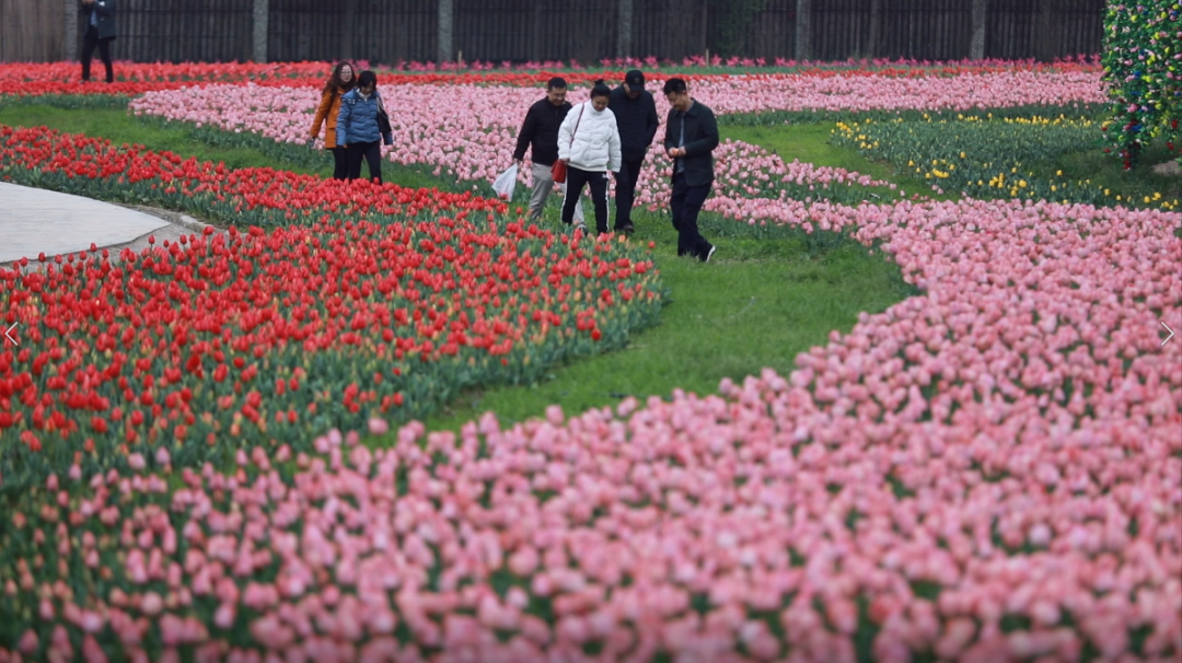 信阳的郁金香花已开了，赏踏春走起